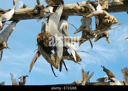 Racks full of dried codfish at harbor Svolvaer, Lofoten, Norway Stock Photo