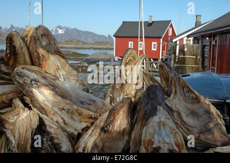 Racks full of dried codfish heads at harbor Svolvaer, Lofoten, Norway Stock Photo
