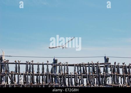 Seagull flies over the racks full of dried codfish  Svolvaer, Lofoten, Norway Stock Photo