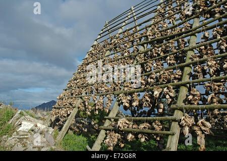 Racks full of dried codfish heads, Svolvaer, Lofoten, Norway Stock Photo