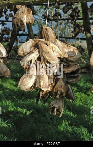 Racks full of dried codfish heads, Svolvaer, Lofoten, Norway Stock Photo