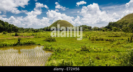 Chocolate Hills Bohol Philippines Green Mounds Blue Sky Fluffy Clouds Vegetation jungle wild rice paddy in foreground Stock Photo