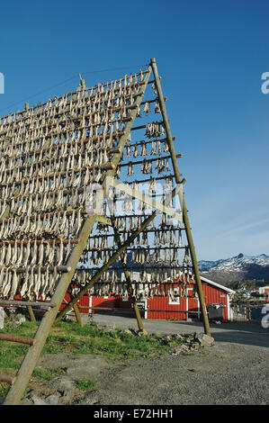 Racks full of dried codfish, Svolvaer, Lofoten, Norway Stock Photo
