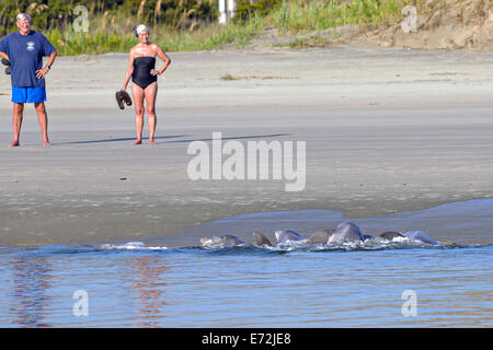 Tourists watch Atlantic bottlenose dolphins feed on fish during stand feeding at Captain Sam's Inlet September 3, 2014 in Seabrook Island, SC. This unusual practice involves a group of dolphins herding a school of fish onto the beach and then launching their bodies out of the water and onto the shore to feed and is only found in a few places on earth. Stock Photo
