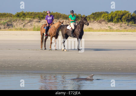 Tourists on horseback watch Atlantic bottlenose dolphins as they swim past during strand feeding at Captain Sam's Inlet September 3, 2014 in Seabrook Island, SC. This unusual practice involves a group of dolphins herding a school of fish onto the beach and then launching their bodies out of the water and onto the shore to feed and is only found in a few places on earth. Stock Photo
