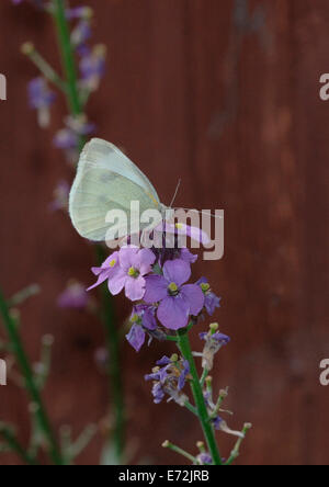Small White Butterfly.(Artogeia rapae). Stock Photo