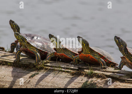 Painted Turtles sunning themselves in a pond at Ninepipe WMA near Ronan, Montana, USA. Stock Photo