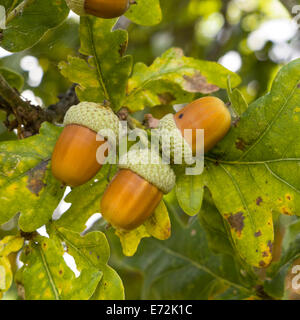 Acorns growing on English Oak tree with surrounding Oak leaves, UK Stock Photo