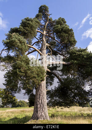 Sunlit tall mature Scots Pine (Pinus sylvestris) tree against blue sky growing in Derbyshire, England, UK Stock Photo