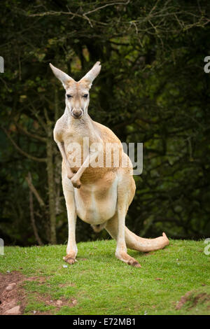 Western Grey Kangaroo (Macropus fuliginosus) at South Lakes Wild Animal Park, Cumbria. Stock Photo