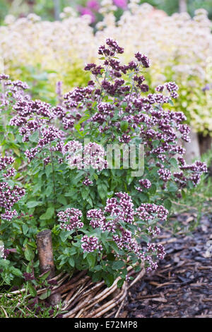Thymus vulgaris flowers in the herb garden. Stock Photo