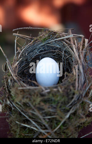 Detail of bird eggs in nest with blur background Stock Photo