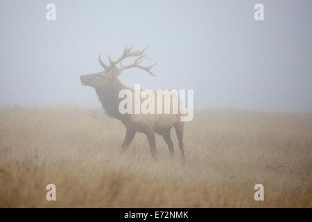 Tule elk in fog in Point Reyes National Seashore, Marin County, California Stock Photo