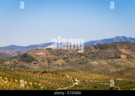 Olive grove near Alozaina, Andalusia, Spain. Stock Photo