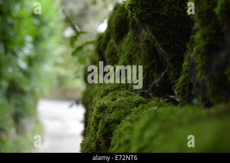A moss covered drystone wall Stock Photo