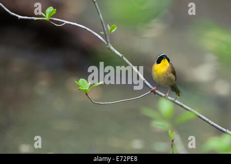 Common yellowthroat warbler in early spring woods, Stock Photo