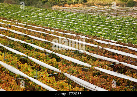 Vineyards at Symvolo mountain, close to Folia village, Kavala, Macedonia, Greece. Stock Photo