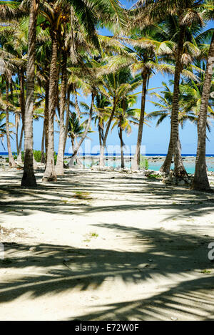 Coconut palm grove on tropical island beach. Stock Photo