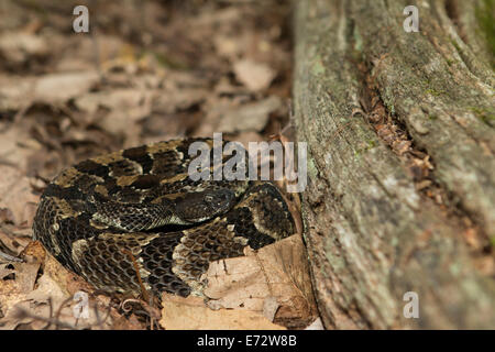 A black phase timber rattlesnake coiled by a log Stock Photo