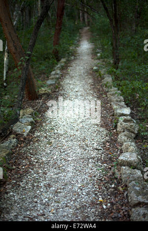 A sacbe (Mayan white way) in Calakmul Biosphere Reserve, Campeche state, Yucatan Peninsula, Mexico, August 6, 2014. Stock Photo