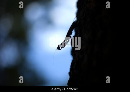 The silhouette of a praying mantis in the Calakmul Biosphere Reserve, Campeche state, Yucatan Peninsula, Mexico, July 6, 2014. Stock Photo