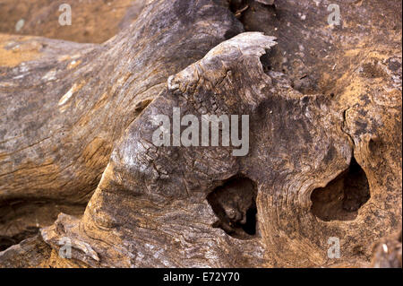 patterns and textures on weathered tree stump Stock Photo