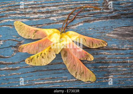 Maple seeds on a rustic blue wooden background. Stock Photo