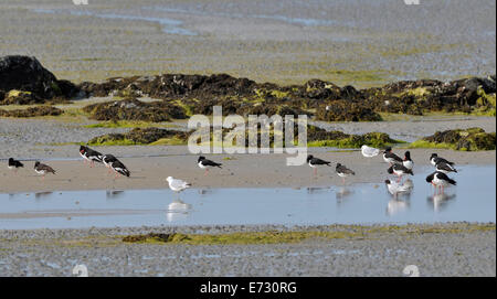 Eurasian Oystercatchers - Haematopus ostralegus Roosting on beach with Common Gull Stock Photo