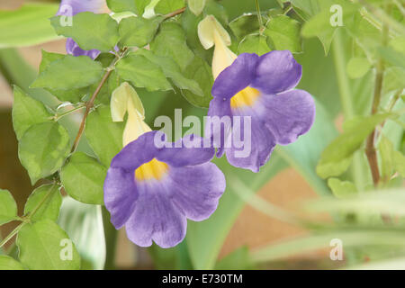 close up thunbergia flower Stock Photo