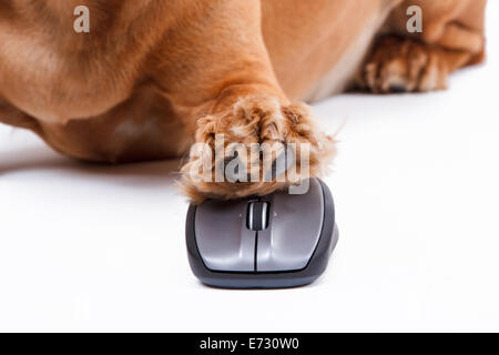 English cocker spaniel dog using computer mouse with its pathy, isolated on white background. Stock Photo