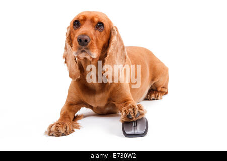 English cocker spaniel dog using computer mouse carefully, isolated on white background. Stock Photo