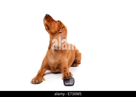 English cocker spaniel dog using computer mouse and looking up, isolated on white background. Stock Photo