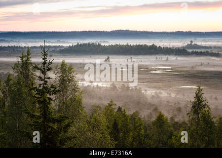 Dreamlike landscape at the Torronsuo swamp in Finland on an early morning. Distant forest covered by the fog. Stock Photo