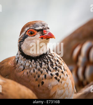 French Partridge, often know as a Red Legged Partridge, due it s red colored legs - Portrait Stock Photo
