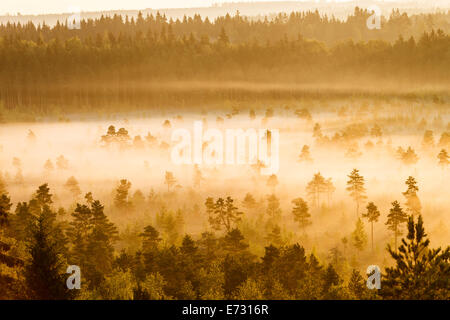 Misty trees growing in the Torronsuo Swamp in Finland on an early morning. Stock Photo