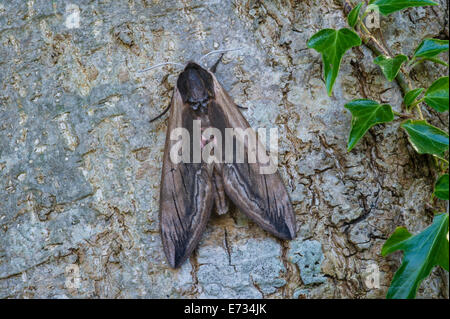 Privet Hawk Moth - Sphinx ligustri Stock Photo