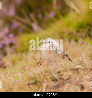 A young juvenile Northern Wheatear ( Oenanthe oenanthe )  in Yorkshire, Uk Stock Photo