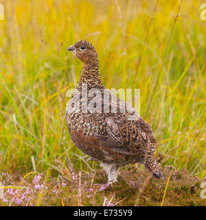 A  Red Grouse ( Lagopus lagopus scoticus ) in moorland , Yorkshire Dales , England , Uk Stock Photo
