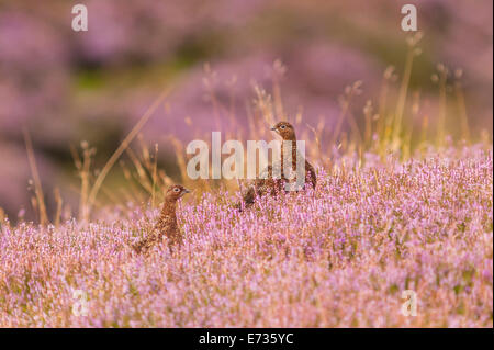 A  pair of Red Grouse ( Lagopus lagopus scoticus ) with focus on the far bird in moorland , Yorkshire Dales , England , Uk Stock Photo