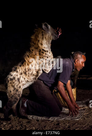 The Hyena Man Of Harar And Tourist Feed Raw Meat To Wild Hyenas, Harar, Ethiopia Stock Photo