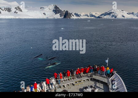 Adult humpback whales surfacing off the bow of the National Geographic Explorer in the Gerlache Strait, Antarctica Stock Photo