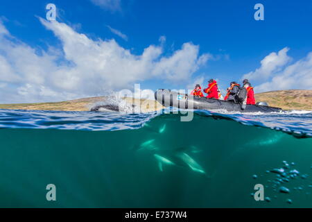 Adult Peale's dolphin bow riding a Lindblad Expeditions Zodiac above and below water near New Island, Falkland Islands Stock Photo