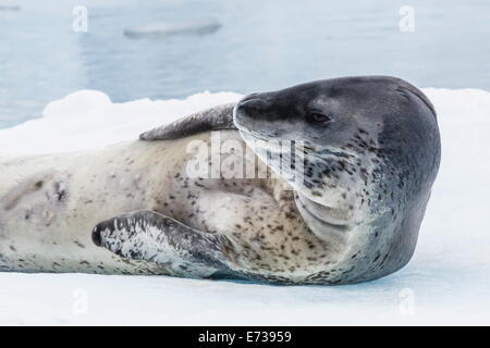 Adult leopard seal hauled out on ice in Paradise Bay on the western side of the Antarctic Peninsula, Antarctica Stock Photo