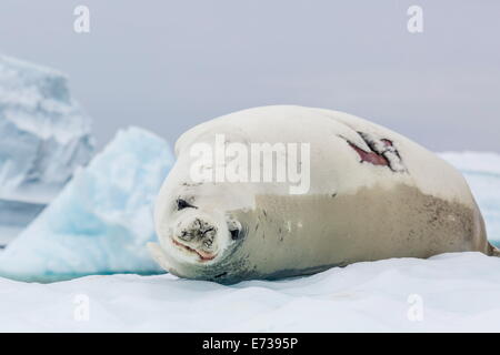 Adult crabeater seal with fresh wound hauled out on ice floe, Neko Harbor, Andvord Bay, Antarctica, Southern Ocean Stock Photo
