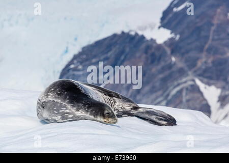 Adult Weddell seal (Leptonychotes weddellii) resting on ice in Paradise Bay, Antarctica, Polar Regions