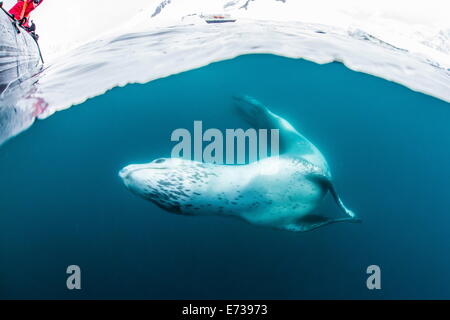 Adult leopard seal (Hydrurga leptonyx) inspecting the camera above and below water at Damoy Point, Antarctica, Polar Regions Stock Photo