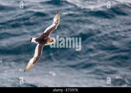 Adult Antarctic petrel (Thalassoica antarctica) in flight in the Drake Passage, Antarctica, Polar Regions Stock Photo