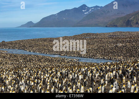 King penguin (Aptenodytes patagonicus) breeding colony at St. Andrews Bay, South Georgia, UK Overseas Protectorate Stock Photo