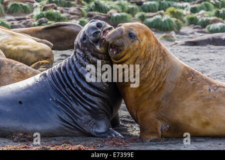 Southern elephant seal bulls (Mirounga leonina) mock-fighting in Gold Harbor, South Georgia, UK Overseas Protectorate Stock Photo