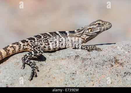 Juvenile Isla San Esteban spiny-tailed iguana basking in the sun on Isla San Esteban, Baja California, Mexico Stock Photo